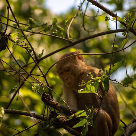 Hotel Tree Tops- A Serene Friendly Hotel In Sauraha Читван Экстерьер фото