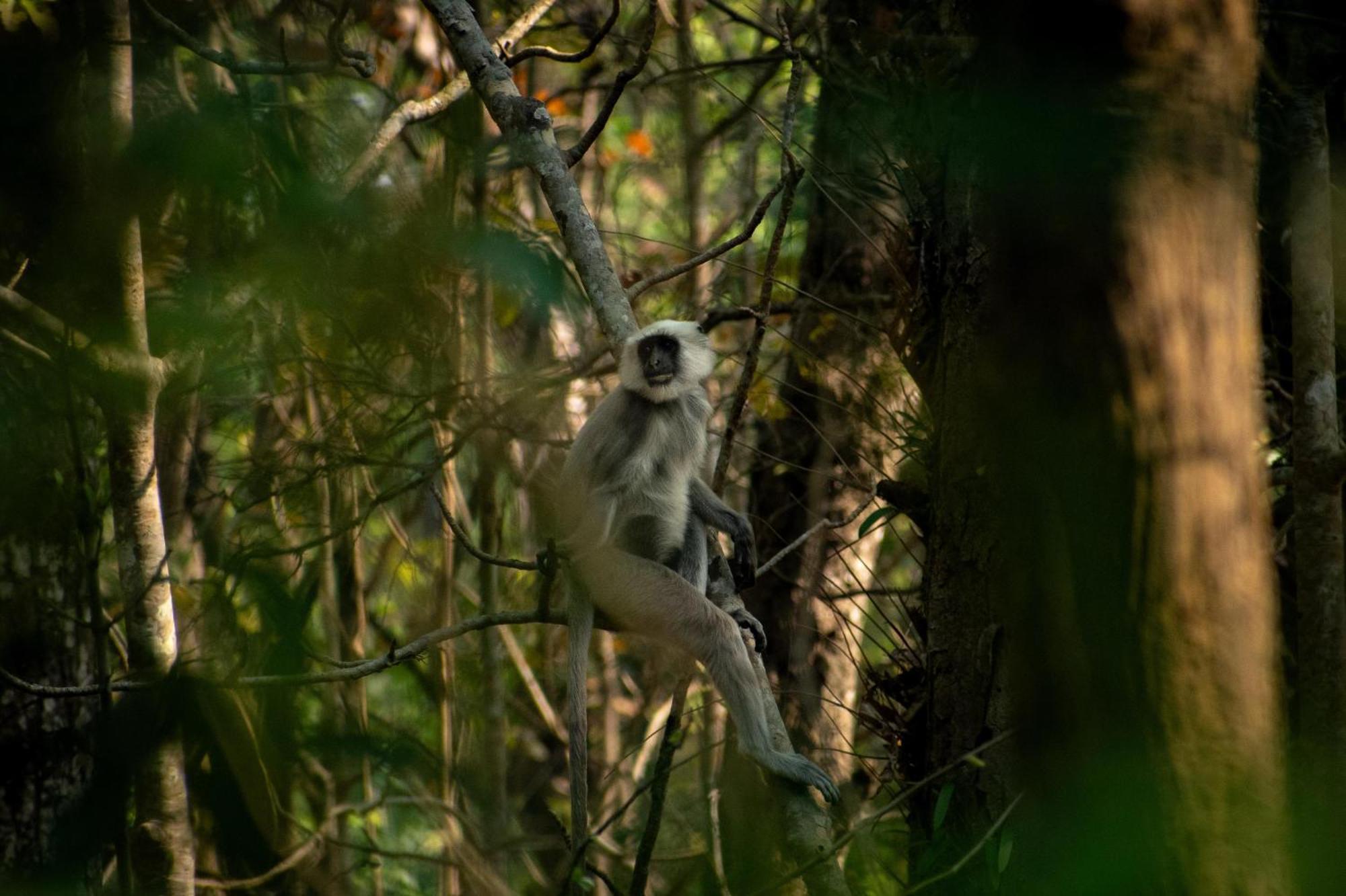 Hotel Tree Tops- A Serene Friendly Hotel In Sauraha Читван Экстерьер фото